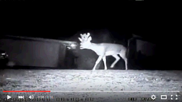 Deer on Valentine's Day 2015