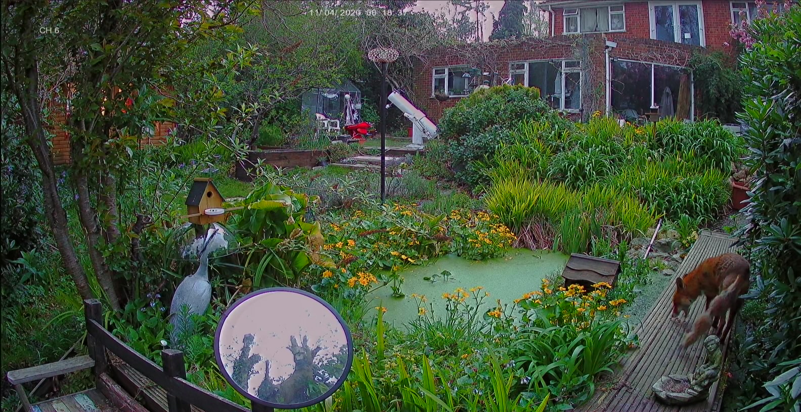 New CCTV - Fox after peanuts on lower bridge