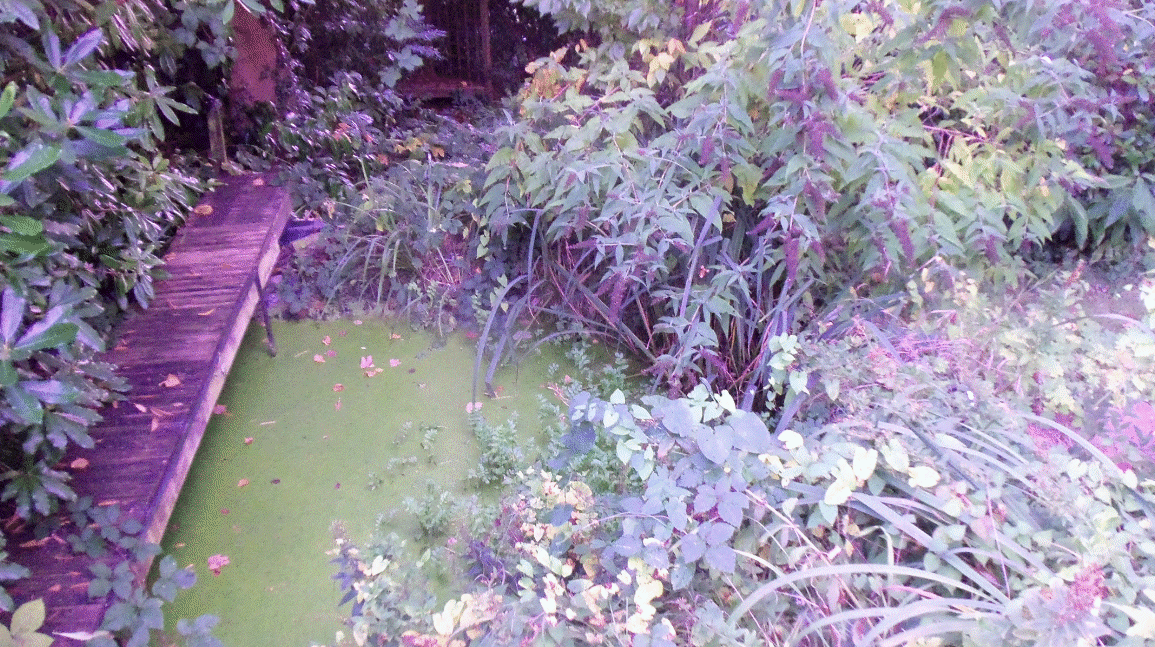 Robin & June's garden