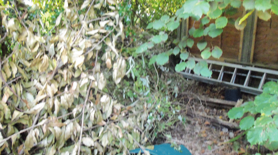 Robin & June's garden