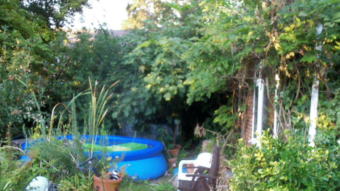 Robin & June's garden