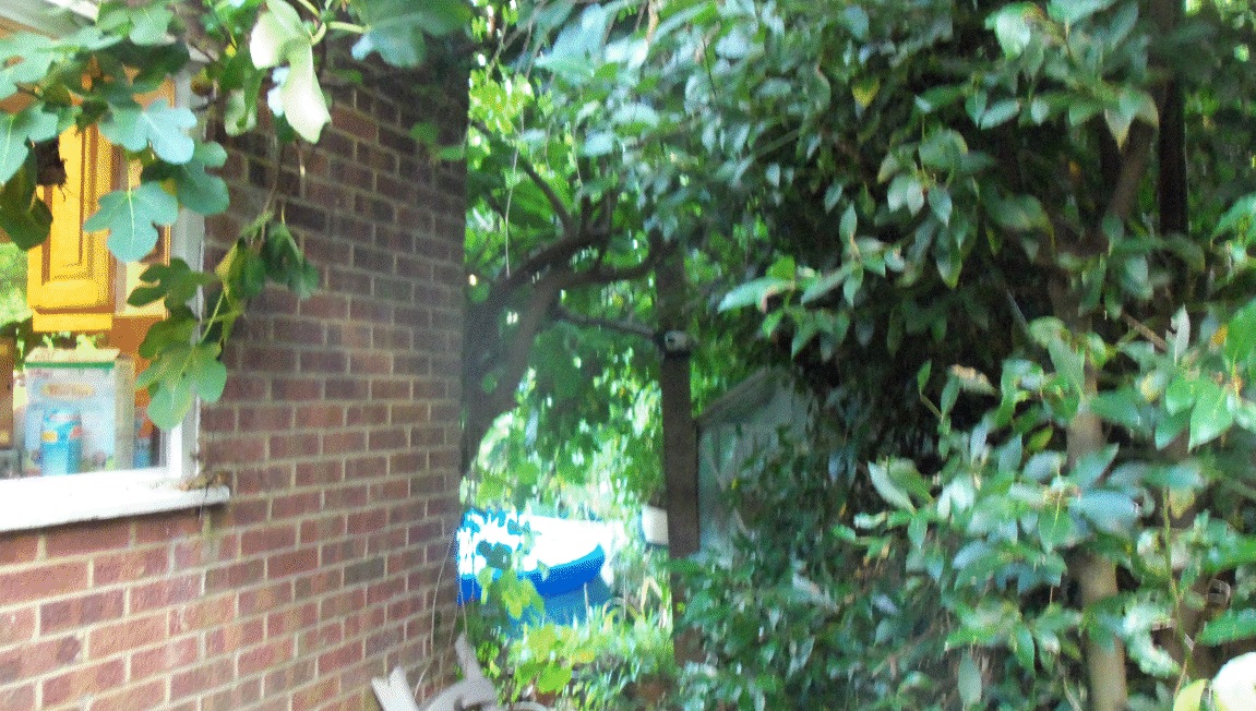 Robin & June's garden