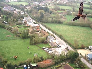 red kite over The Crown