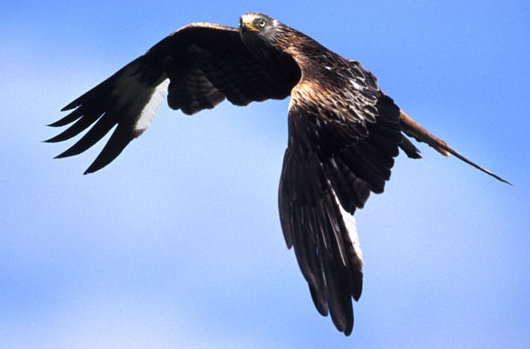 red kite