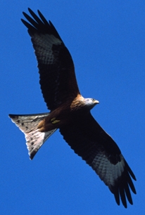 red kite