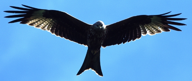 red kite