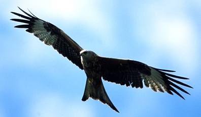 red kite