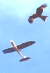 Filming Red Kites from the air in the Chilterns