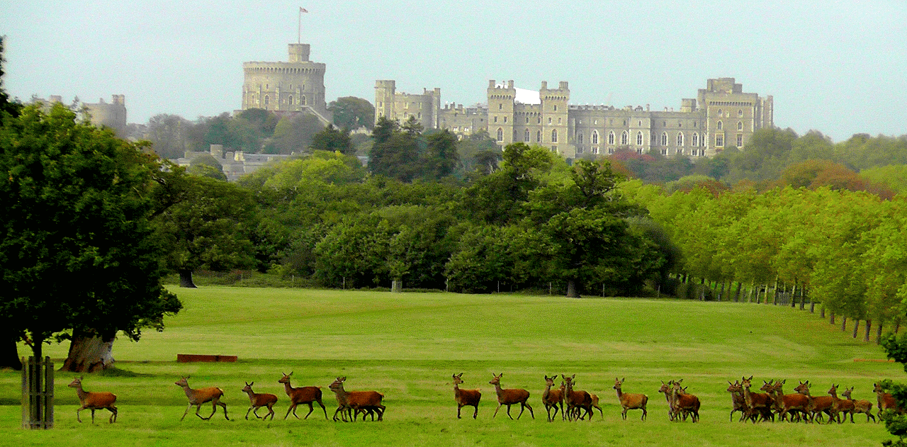 Spartan Race at Bagshot Park with June and Robin Lovelock from Sunninghill