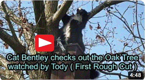 Bentley climbs Oak Tree watched by Tody