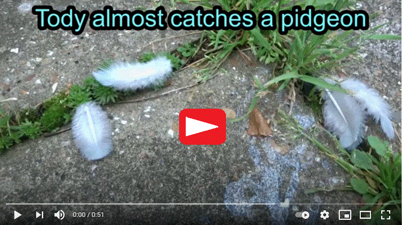 Tody almost catches a pidgeon