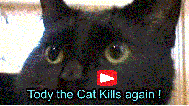 Tody kills another mouse